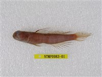 藏品(絲鰭猴鯊)的圖片